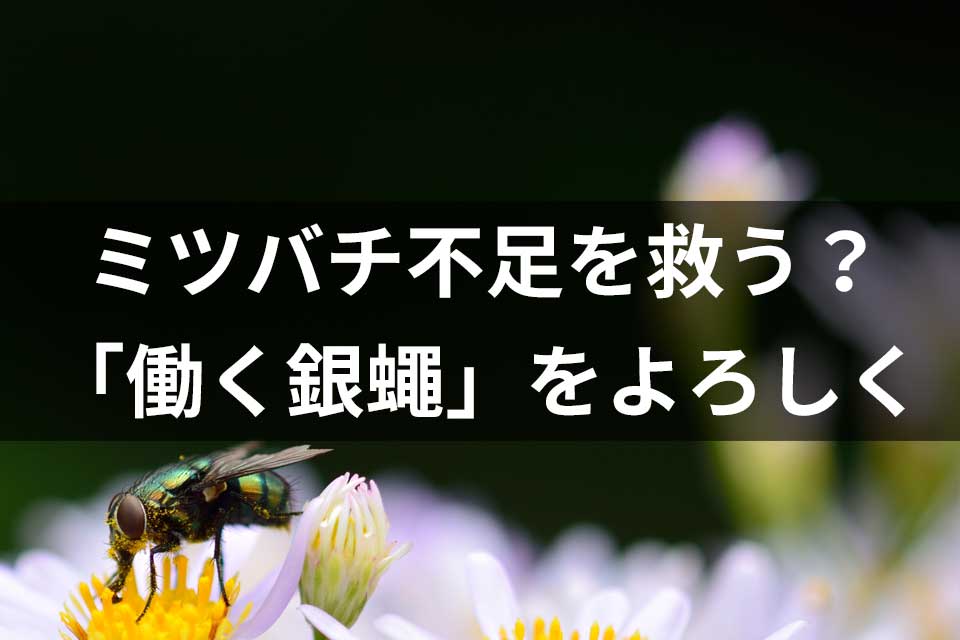 ミツバチ不足を救う 働く銀蠅 をよろしく ラジオ版new門